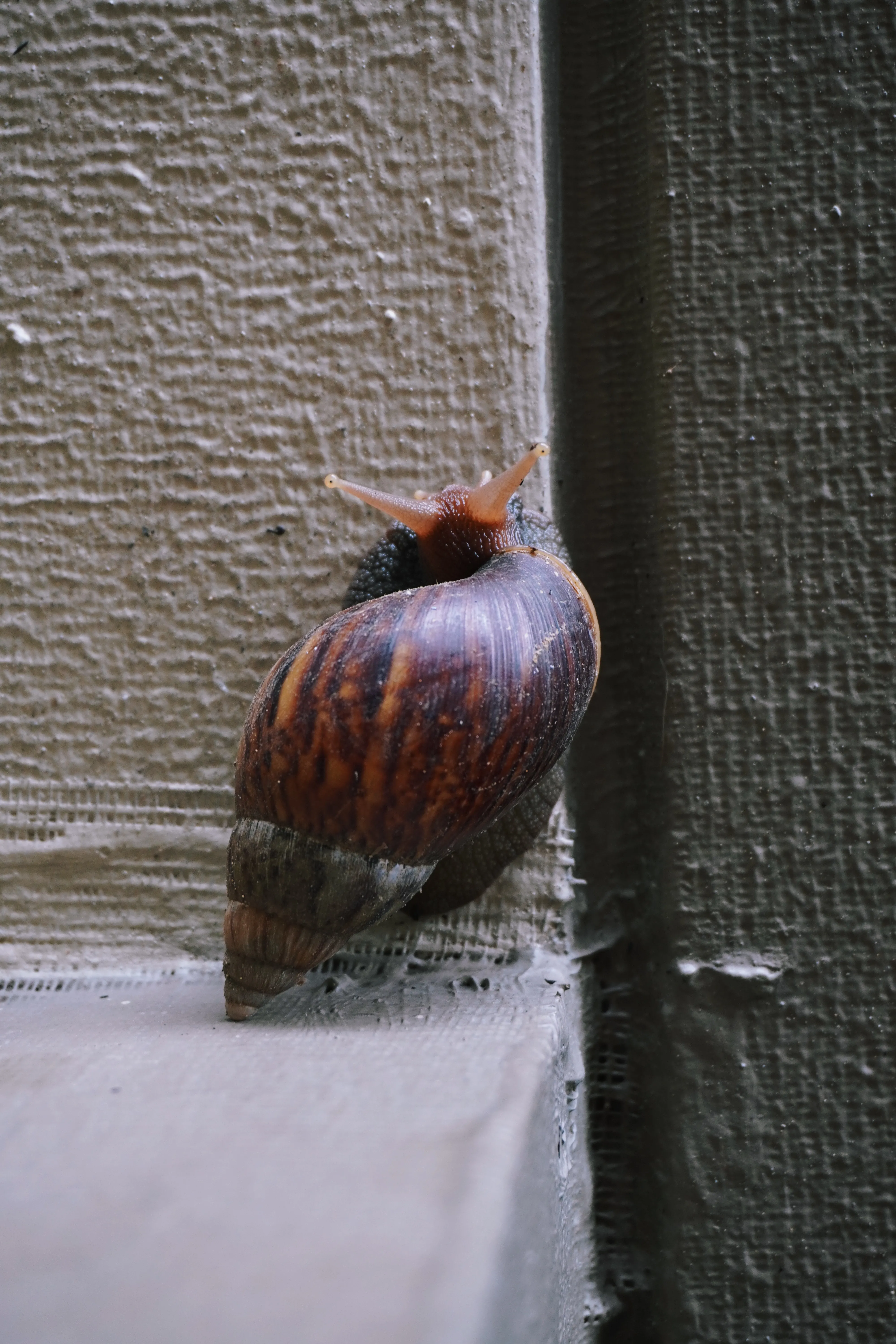 Mr. Snail
