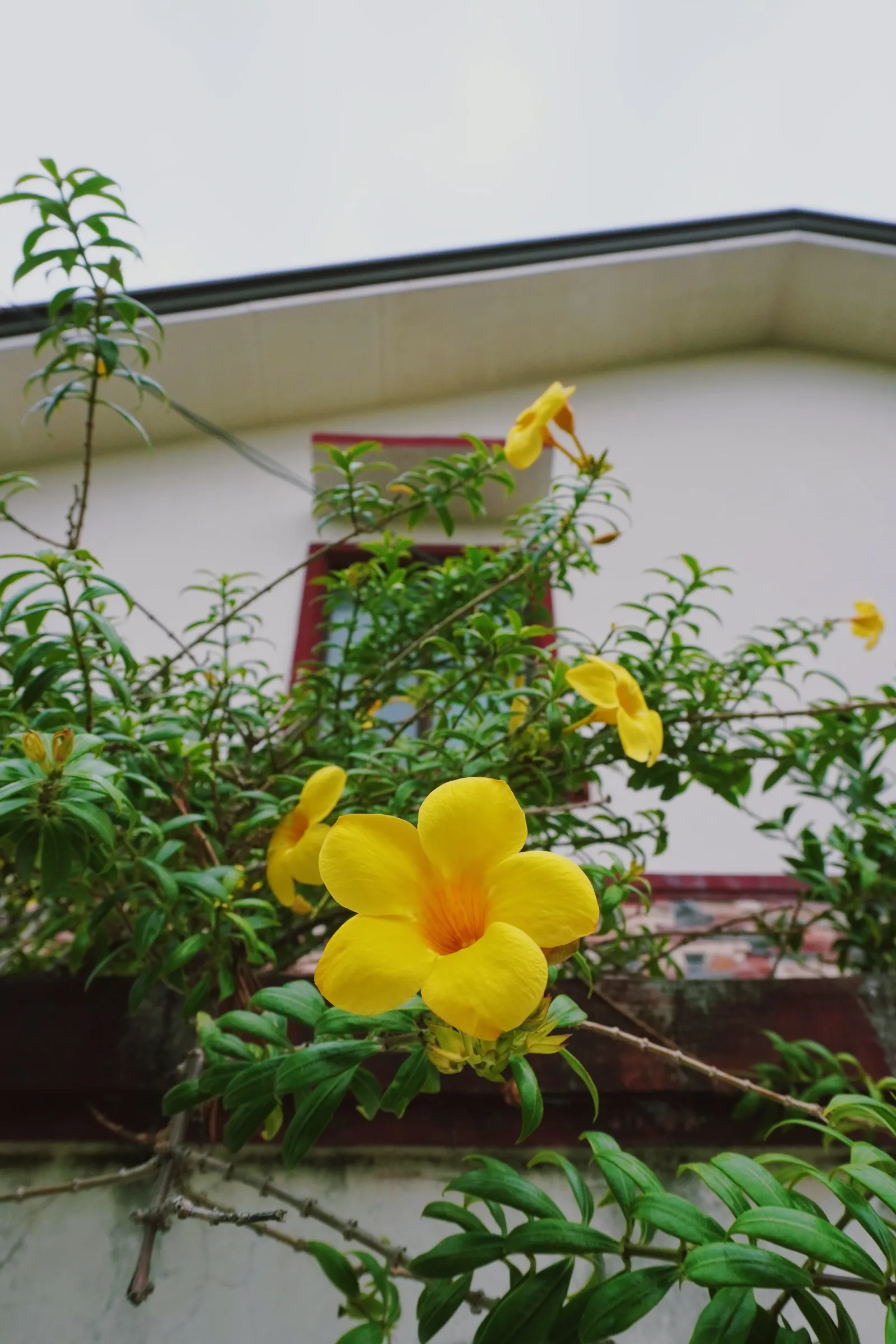 Kampanilya. Golden Trumpet (Allamanda cathartica)