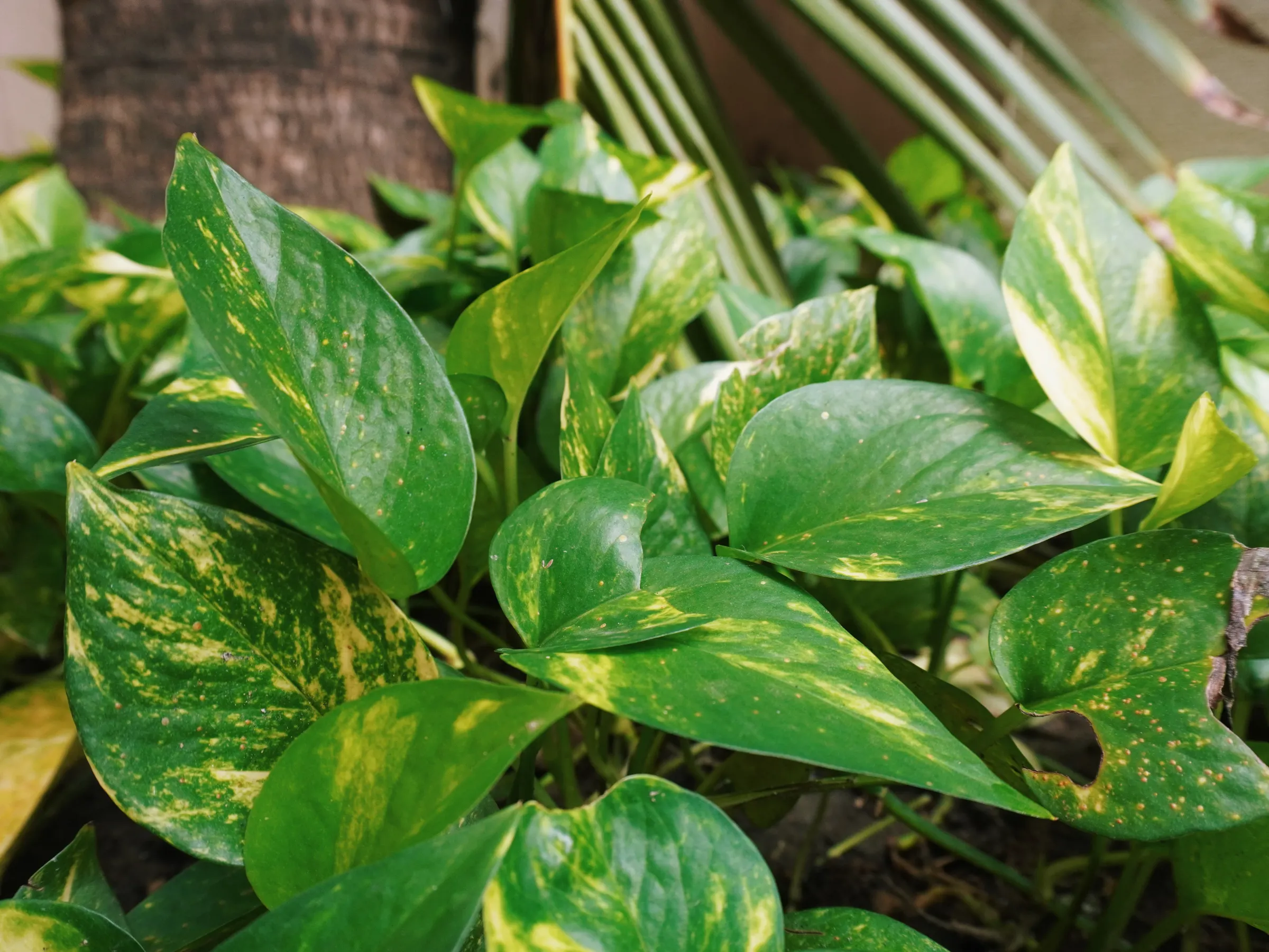 Epipremnum aureum (Golden Pothos). We used to have this in the house, sitting in a small jar with water.