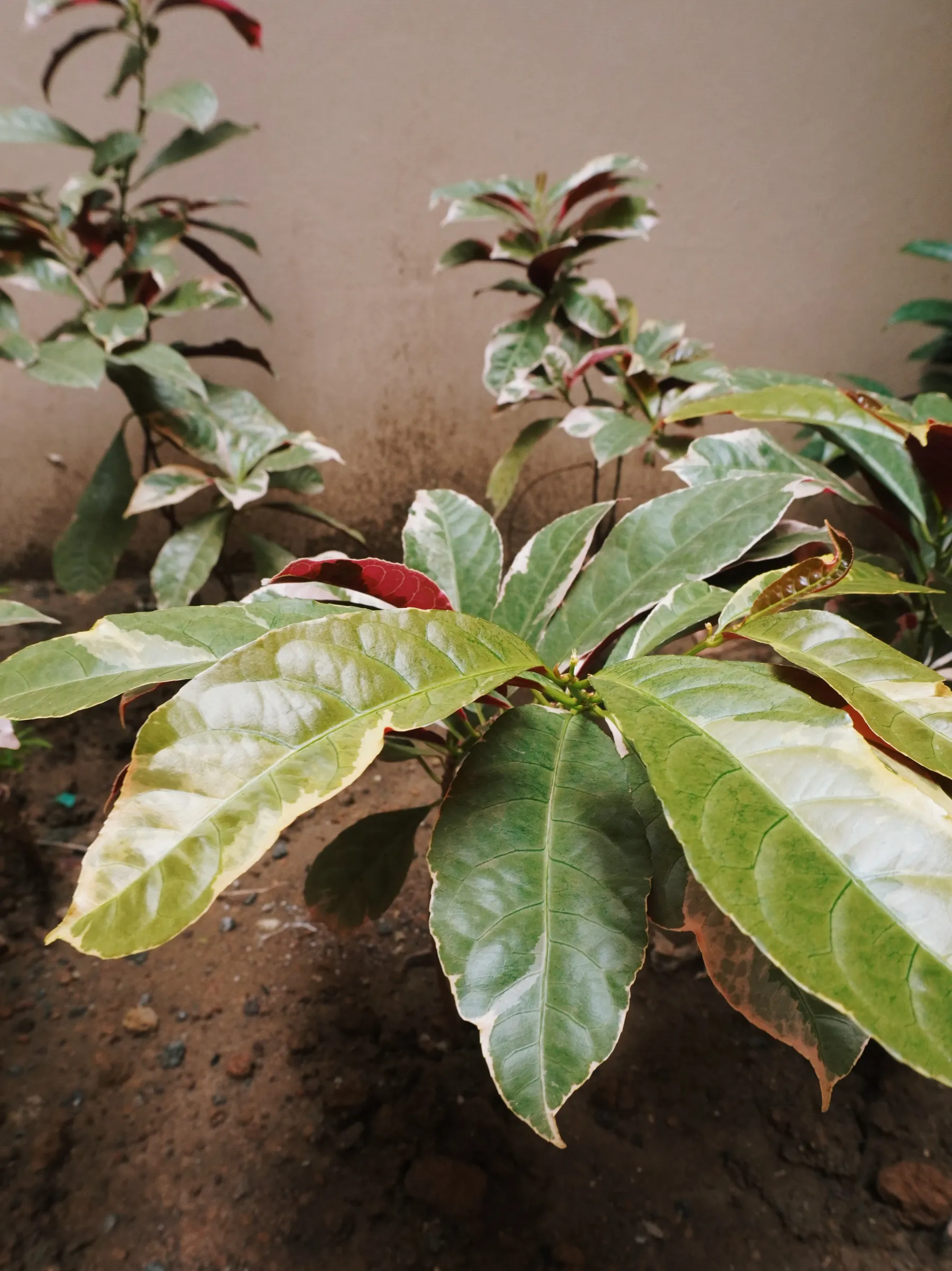Excoecaria cochinchinensis (Picara). The top is green, but the bottom part is blood red. I used to see them around Ortigas much like the pothos and windmill bush