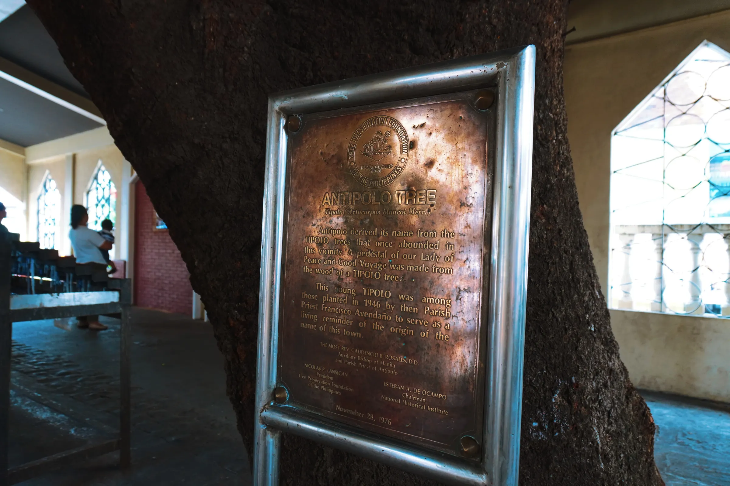 Tipolo Tree. First time hearing about this tree and and that the city was named after it 🌴