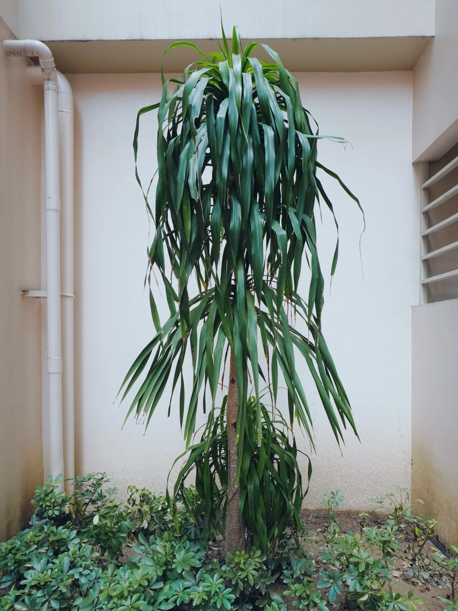 Dracaena