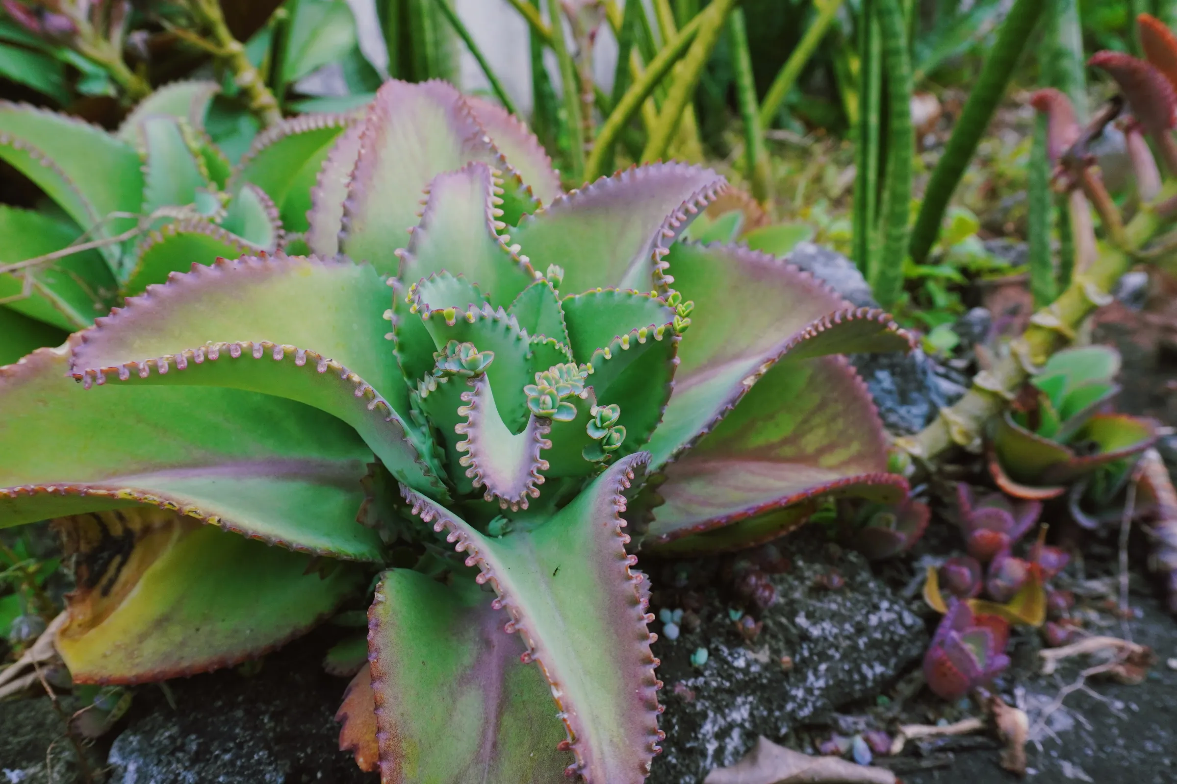 Mother of Thousands (Kalanchoe daigremontiana)