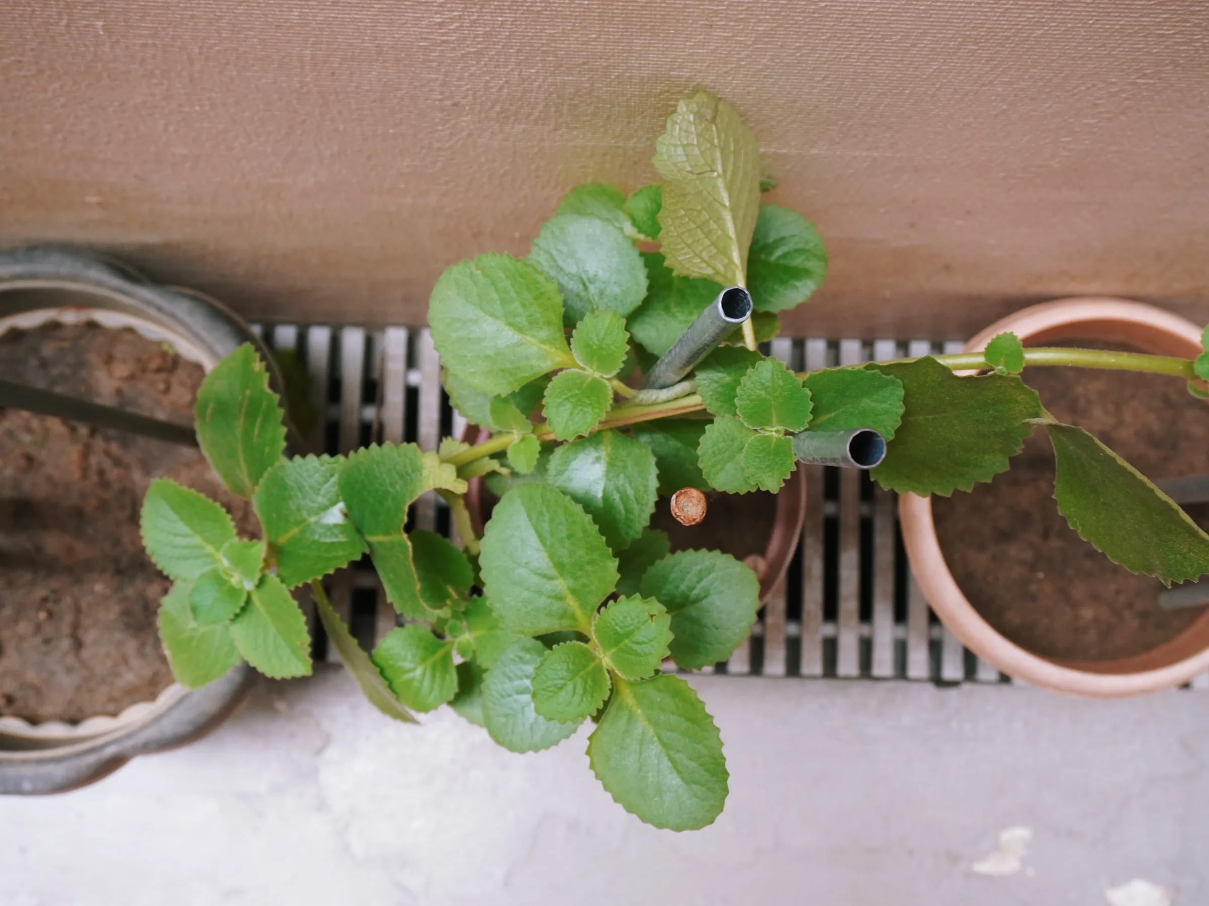 Coleus amboinicus (Mexican mint)