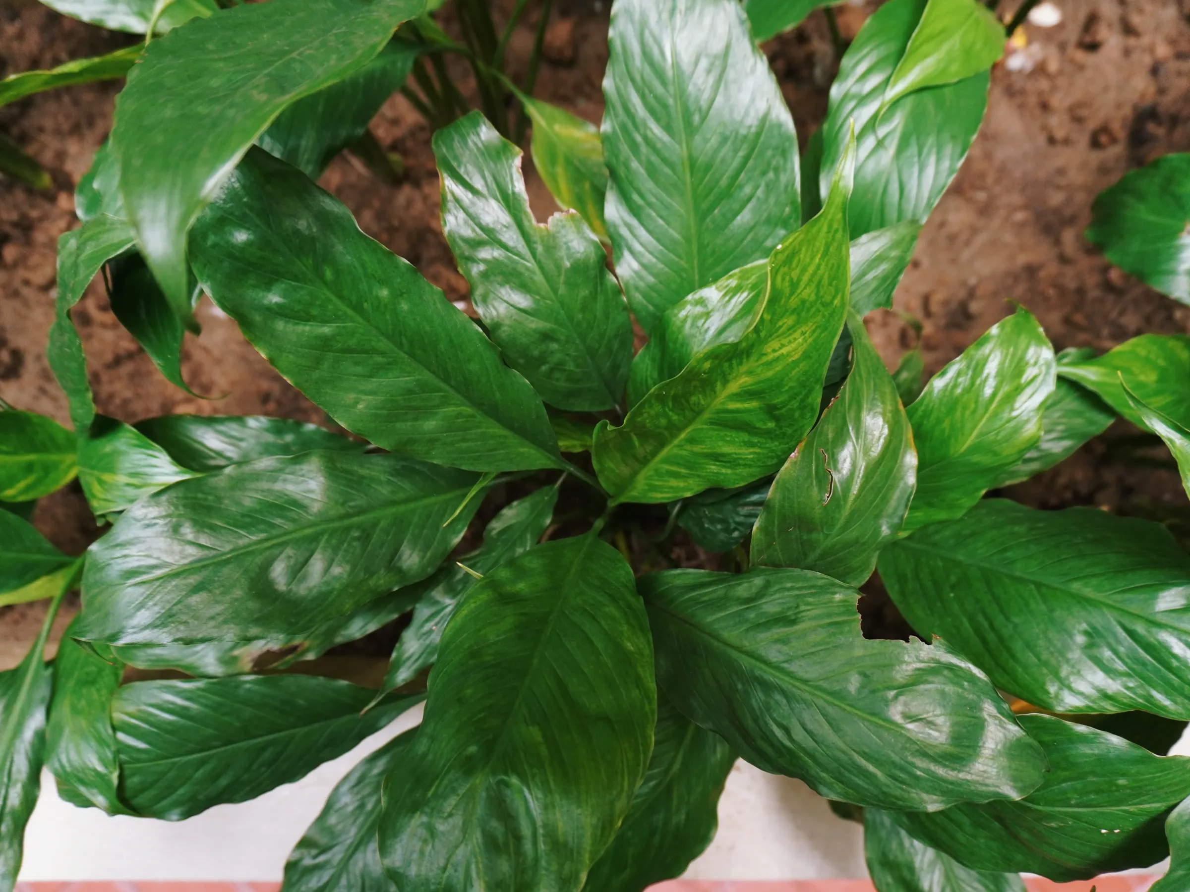 Spathiphyllum (Peace Lily). I should visit the courtyard more often and the maybe I would chance upon flowers.