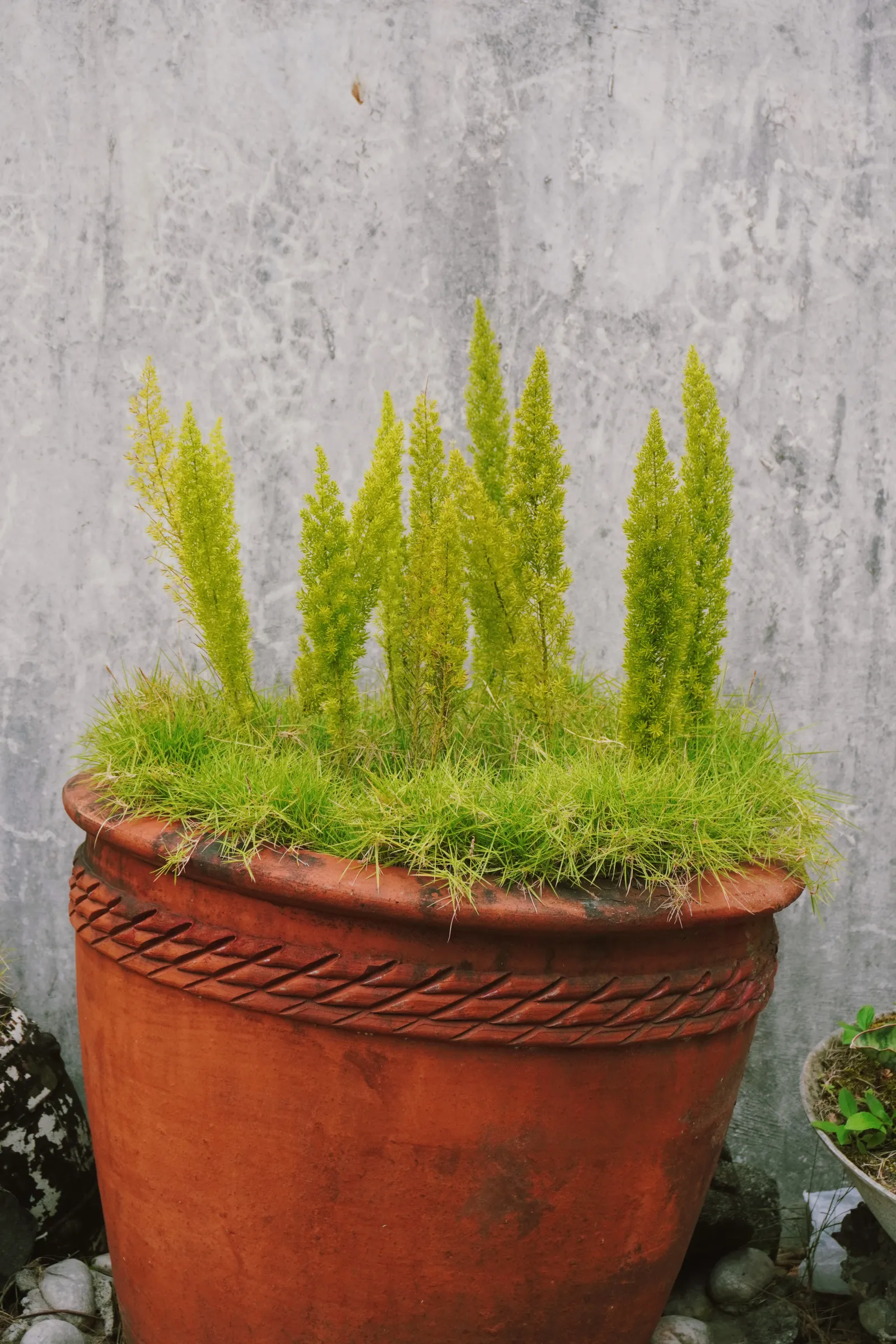 Foxtail Fern (Asparagus densiflorus)
