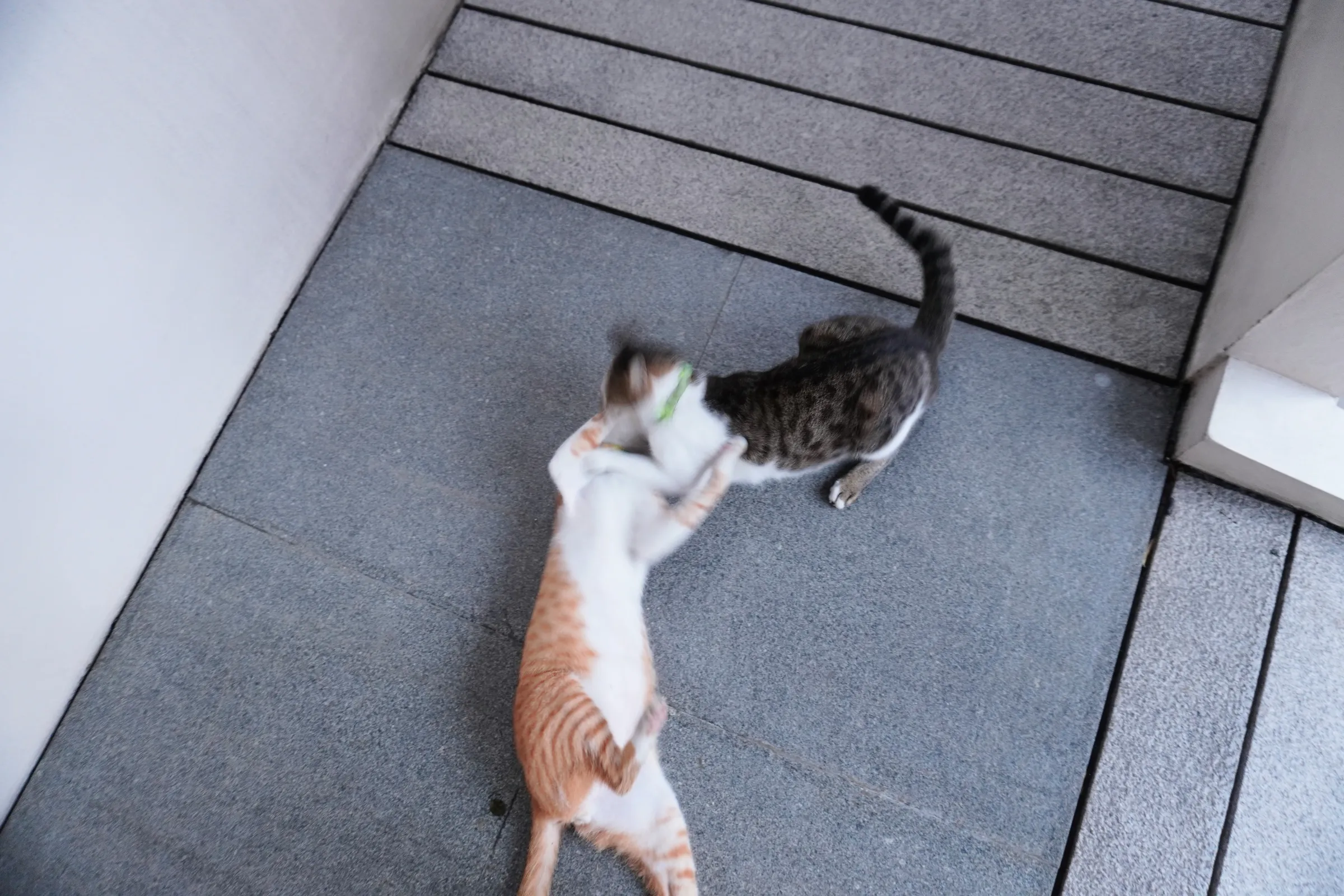 They were very naughty. I thought they might scratch the lens. I was lucky they started playing instead. I took off 😆