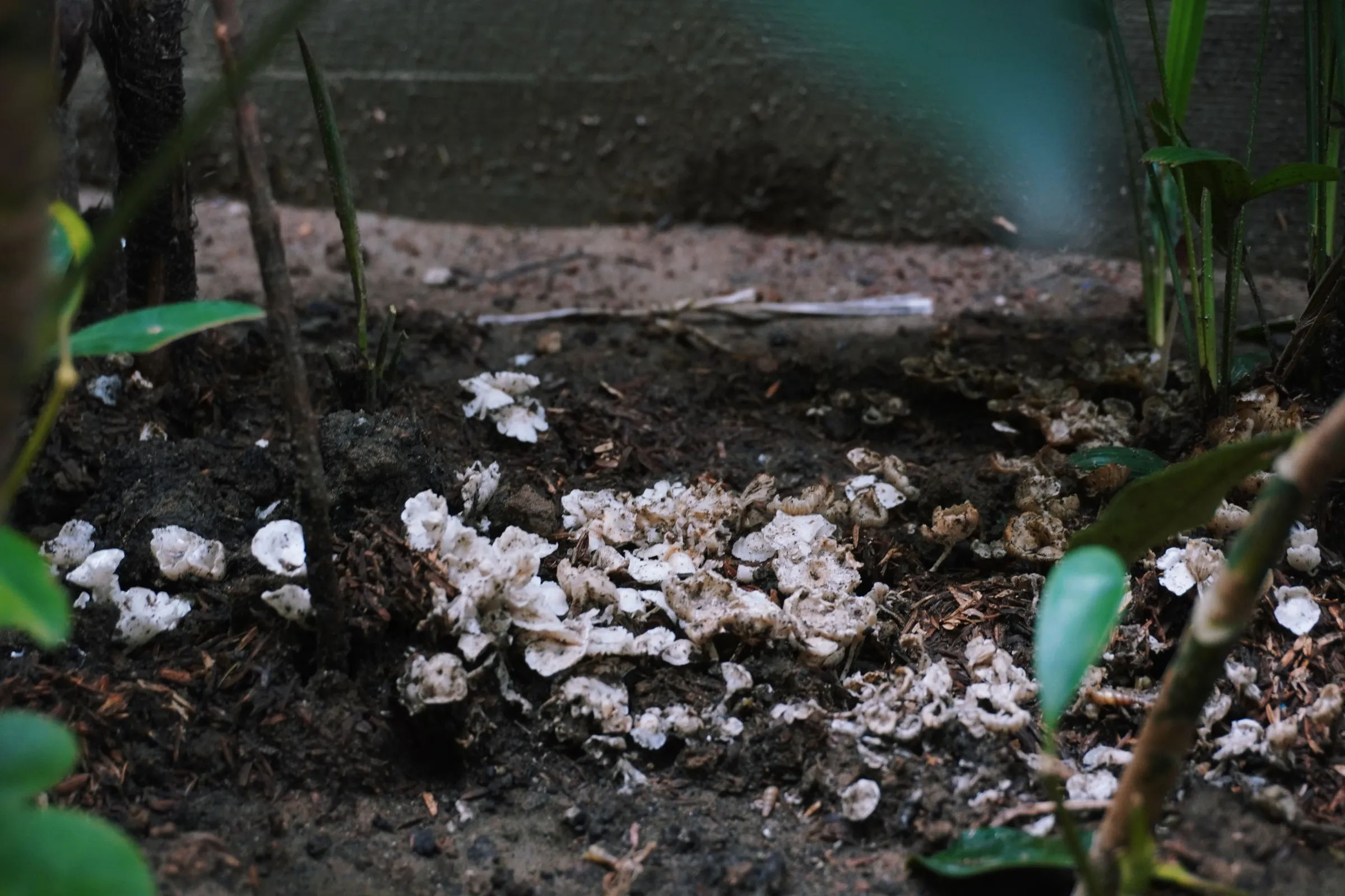 Termitomyces microcarpus (Termite mushrooms)
