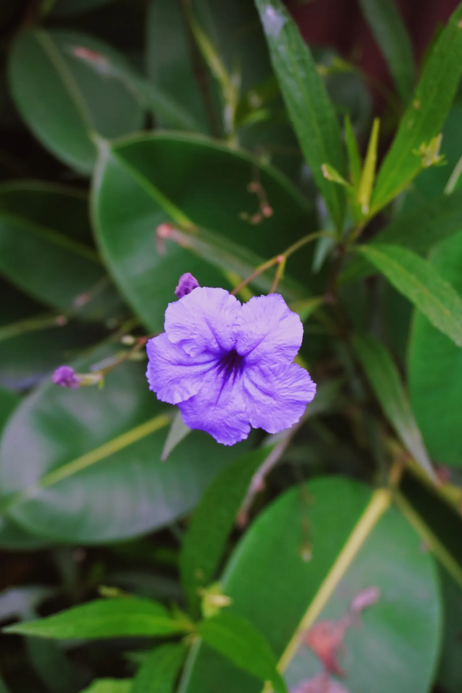Mexican Petunia (Ruellia simplex)