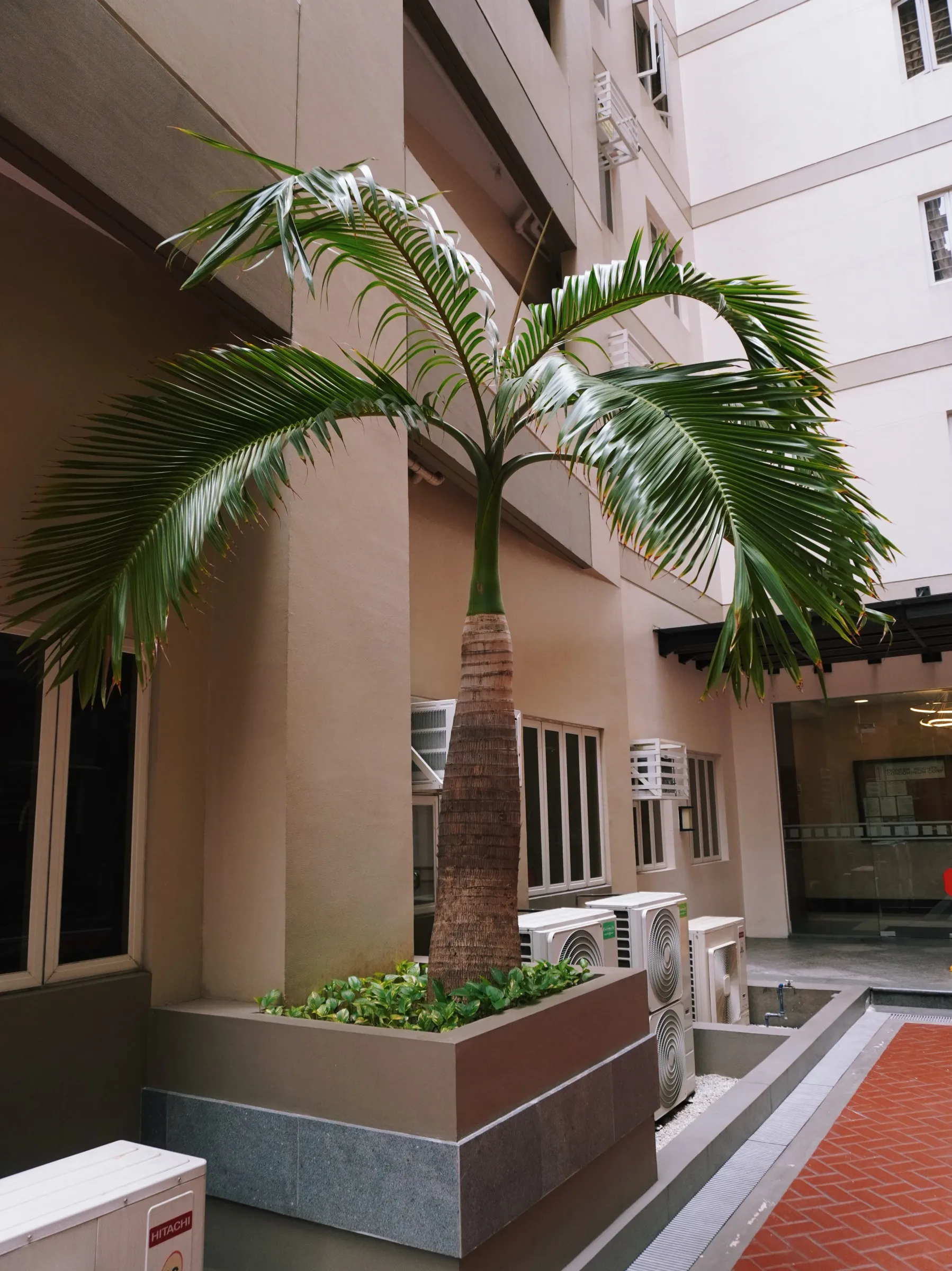 Wodyetia bifurcata (Foxtail Palm)