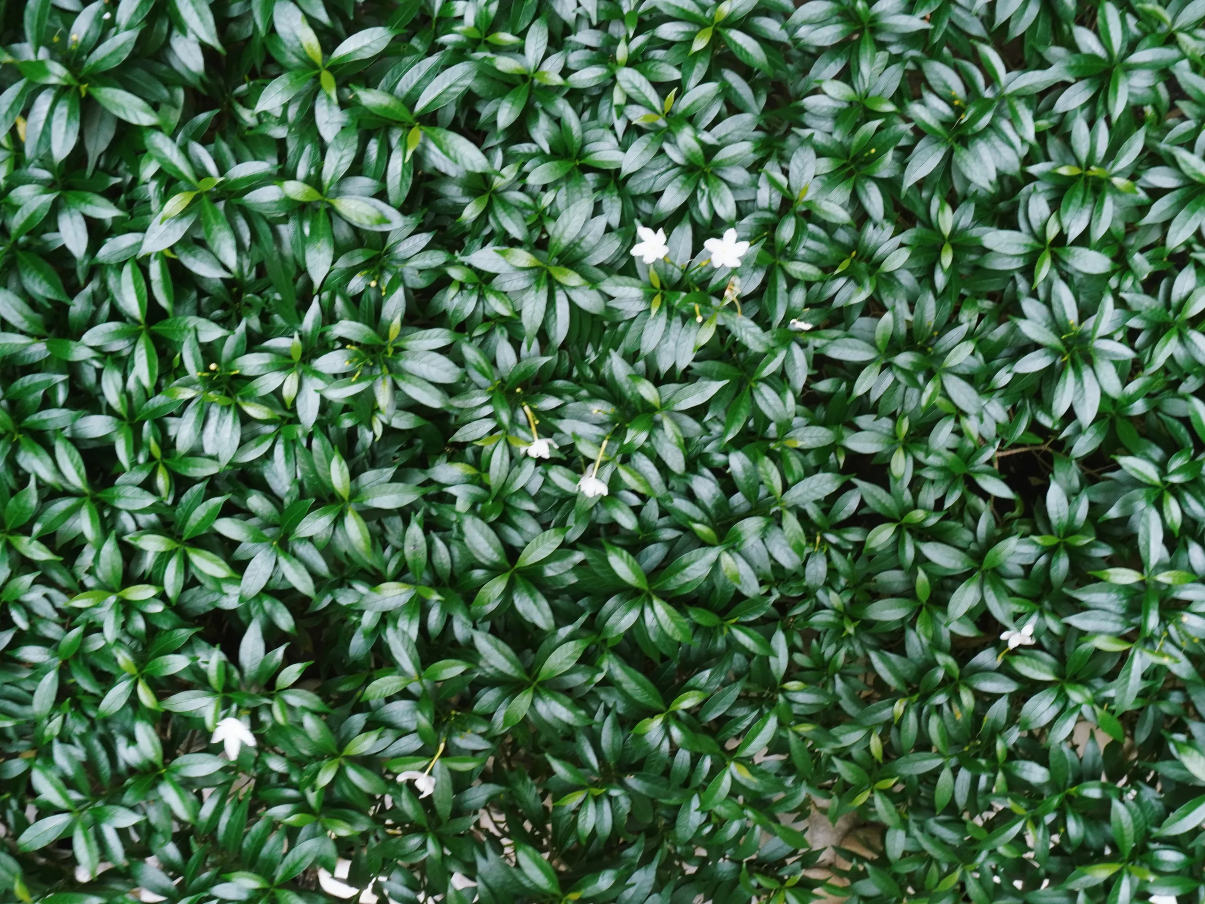 Tabernaemontana pandacaqui (Windmill bush)