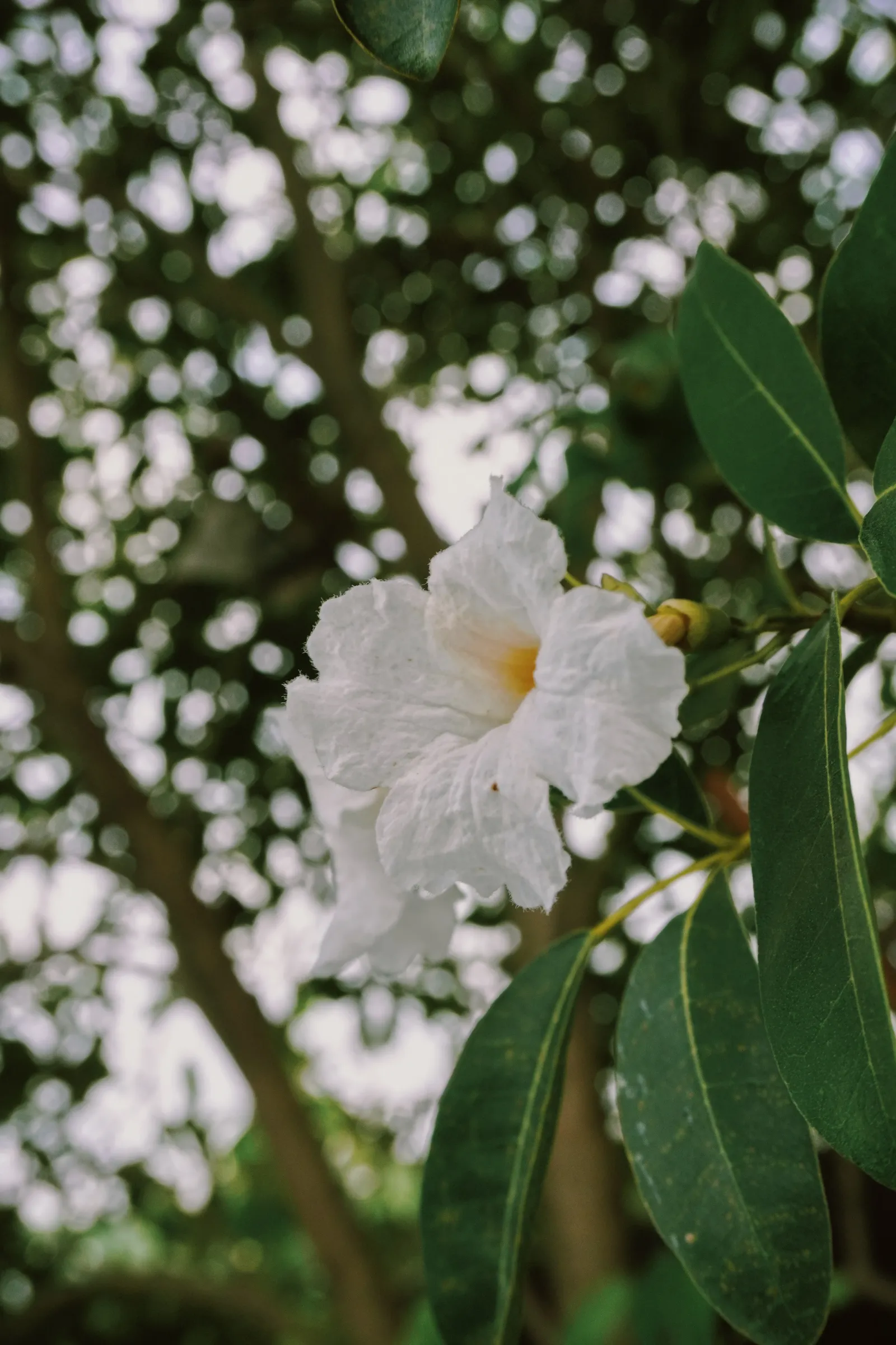 Trumpet Tree (Tabebuia pallida)