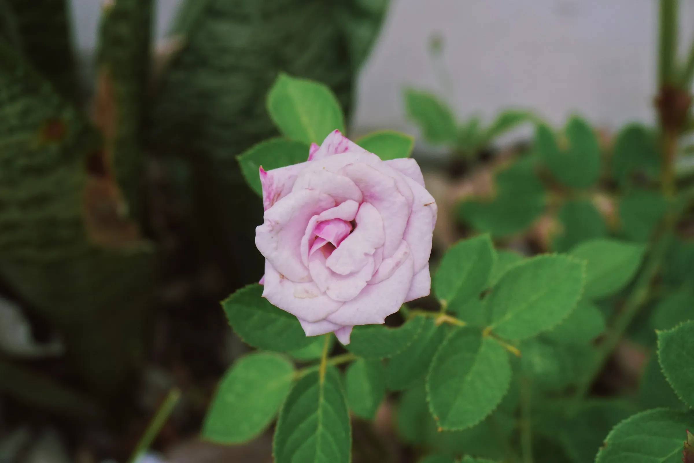 Light pink rose
