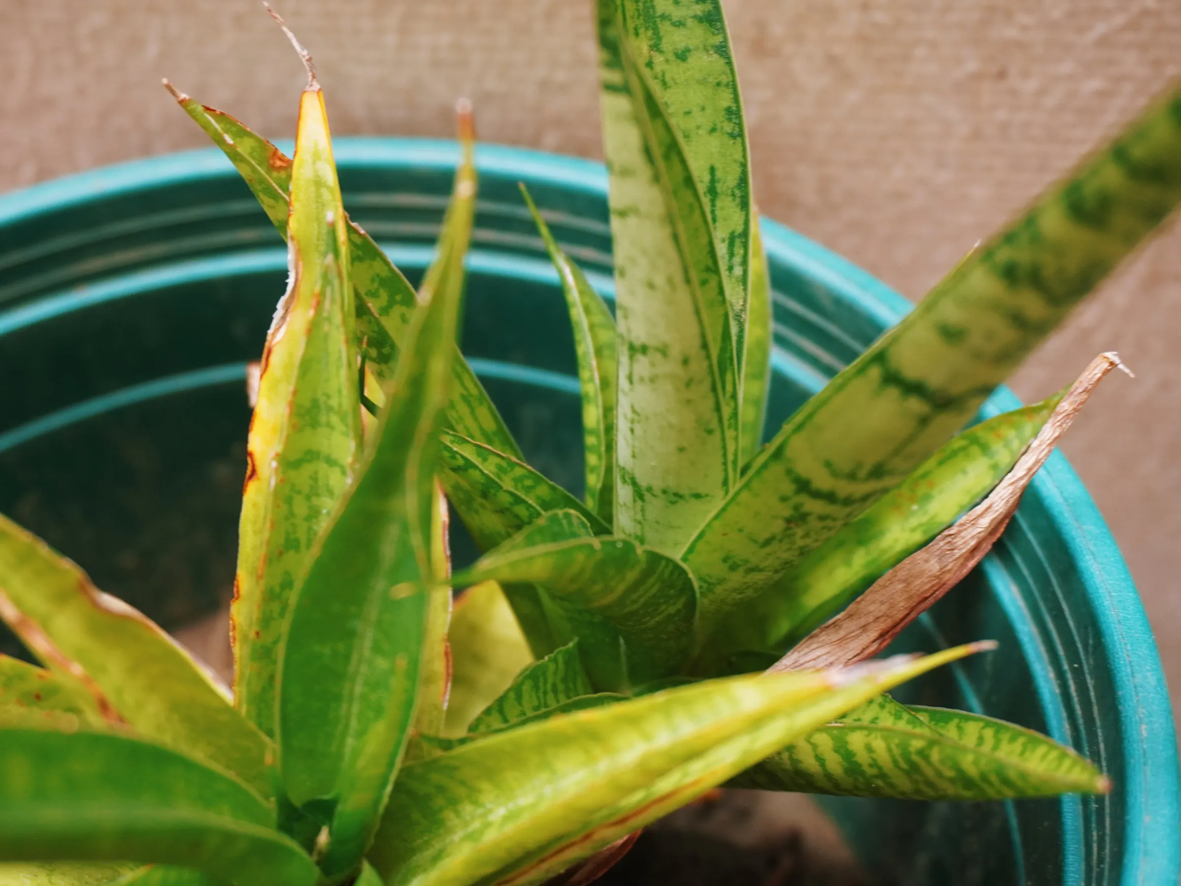 Some plants have dry leaves like this. I got tempted to pluck them š¤£