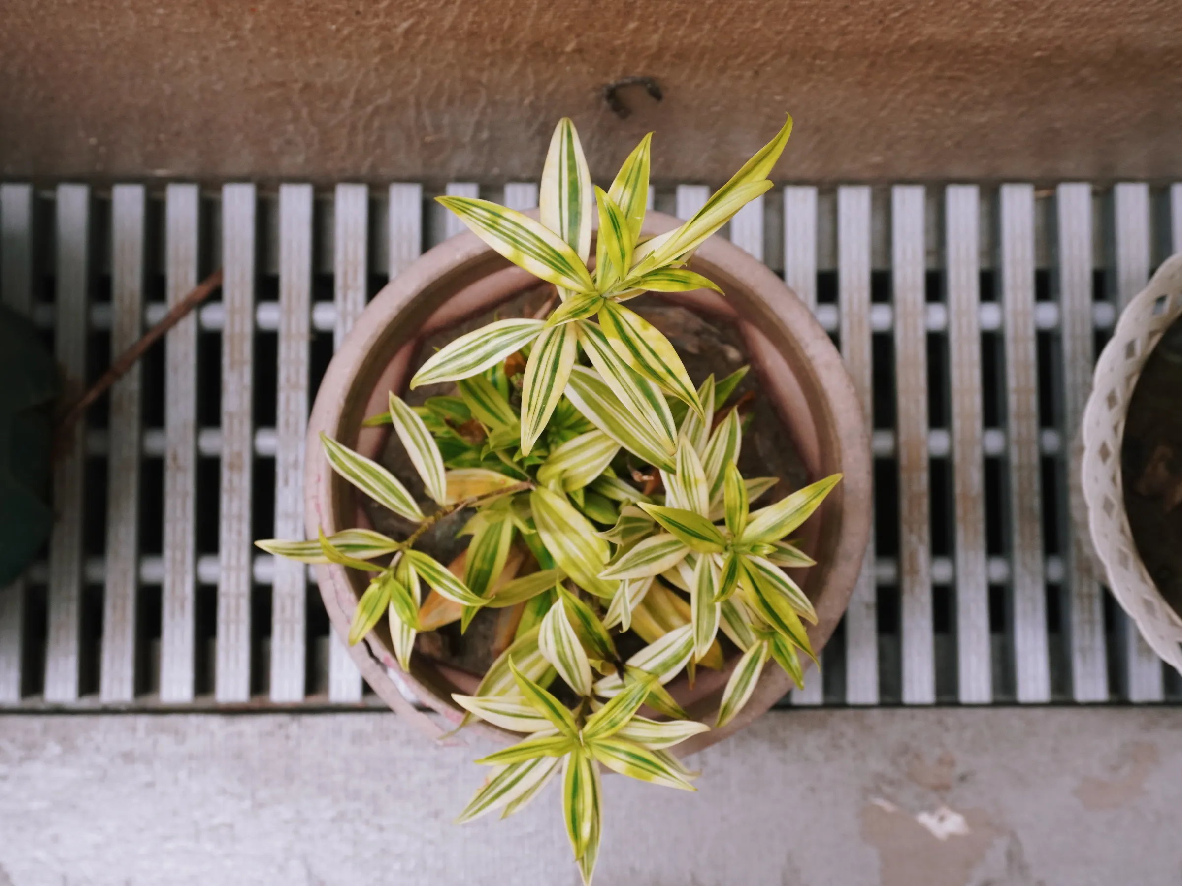 Dracaena reflexa 'Variegata' (Variegated Song of India)
