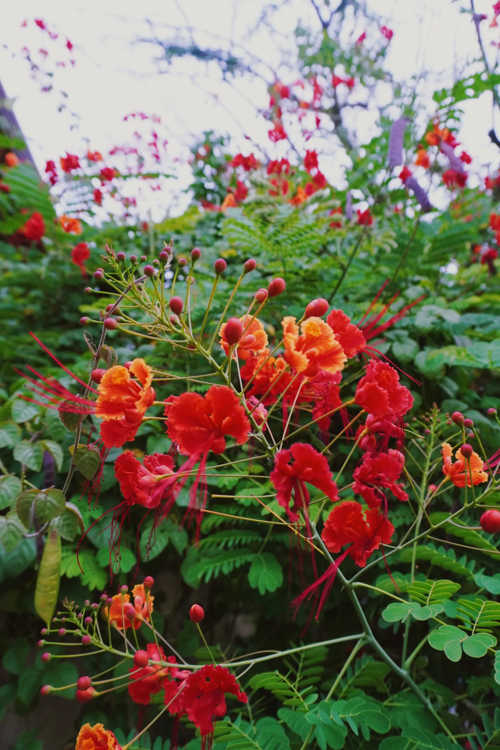 Caballero. Peacock Flower plant (Caesalpinia pulcherrima)