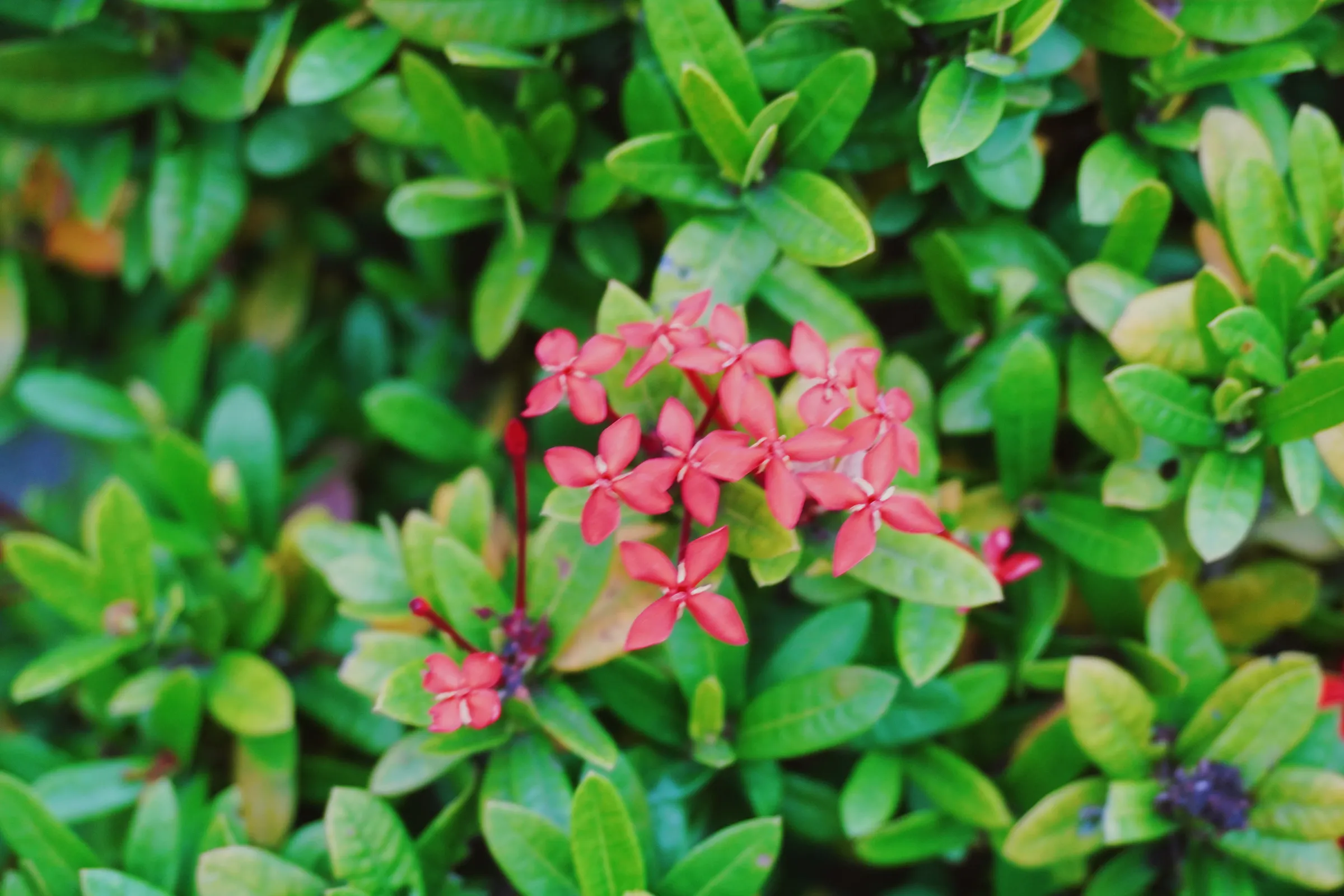 Santan (Ixora coccinea)