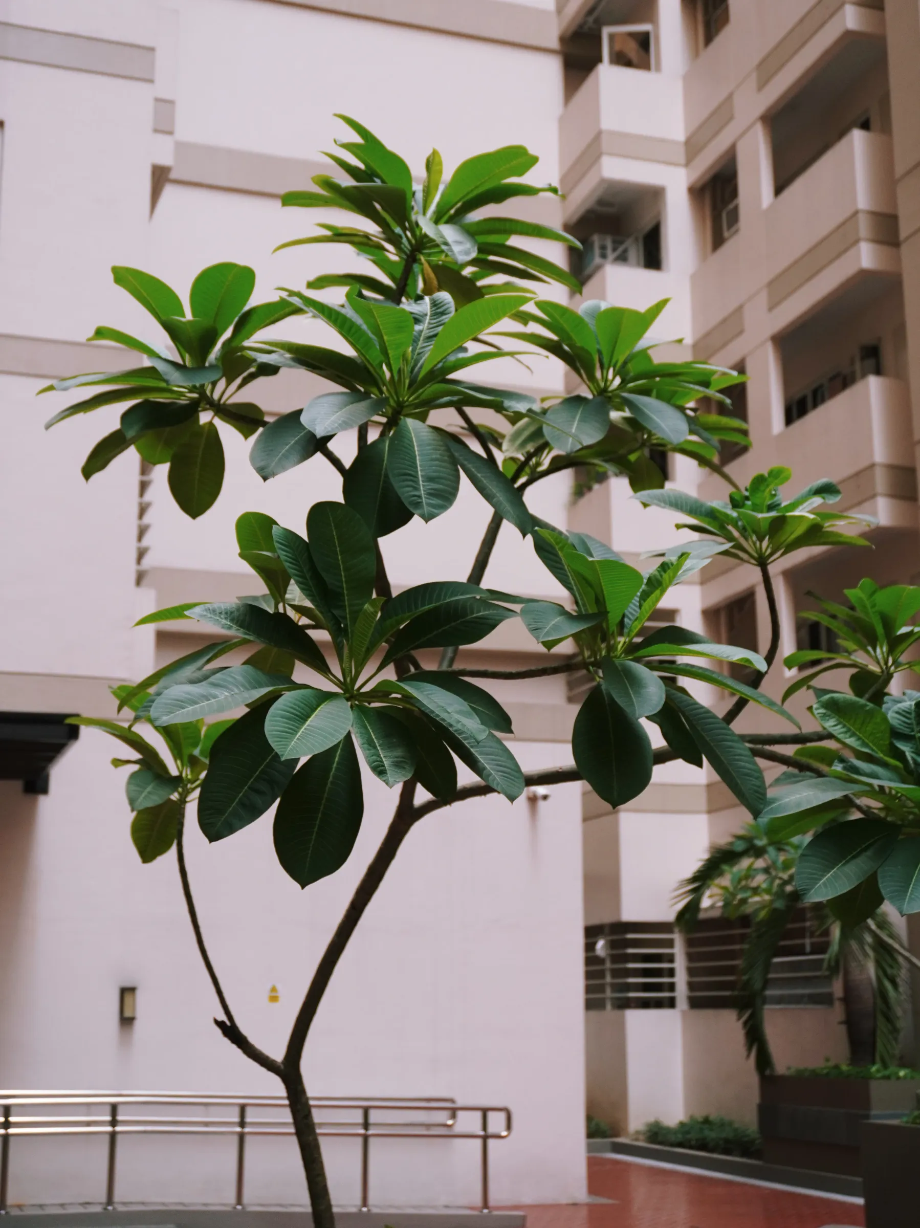 Plumeria (Frangipani or Kalachuchi) is my one of my favorite trees. I used to see fully-grown Kalachuchis in our university. I can't wait for these to finally mature and spread their branches like beautiful canopies!