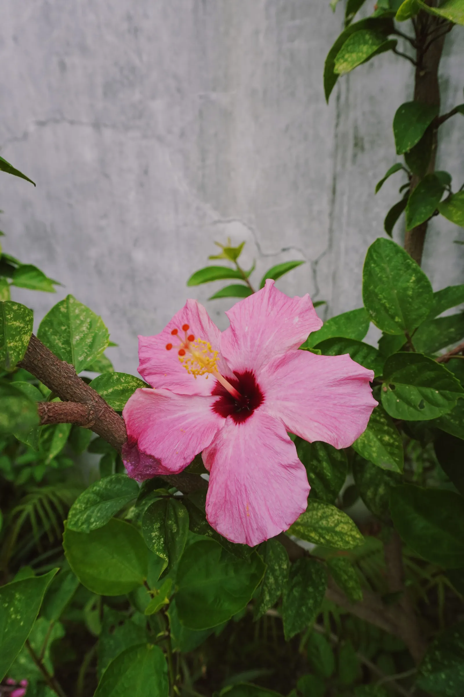 Gumamela (Hibiscus)