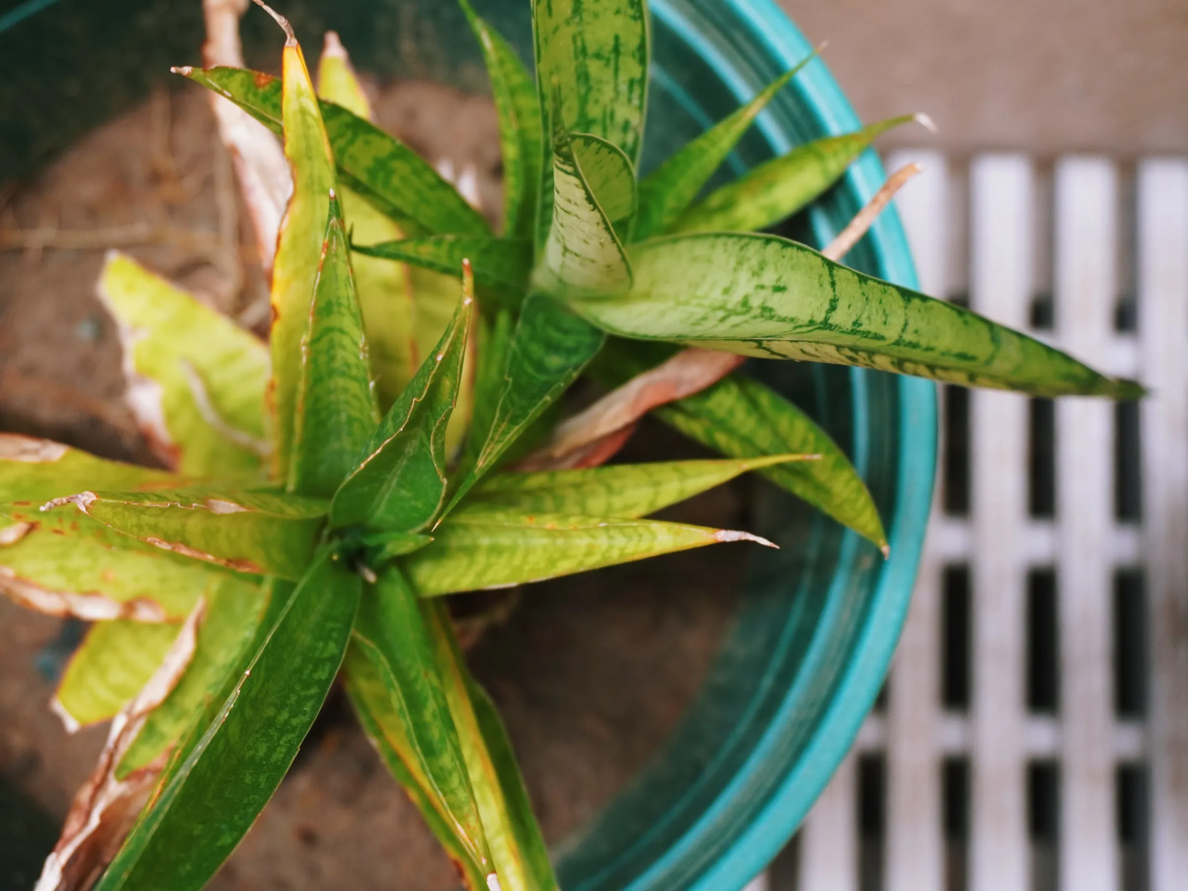 Sansevieria. This looks very much like Mama's Earth Star. Probably a close relative.