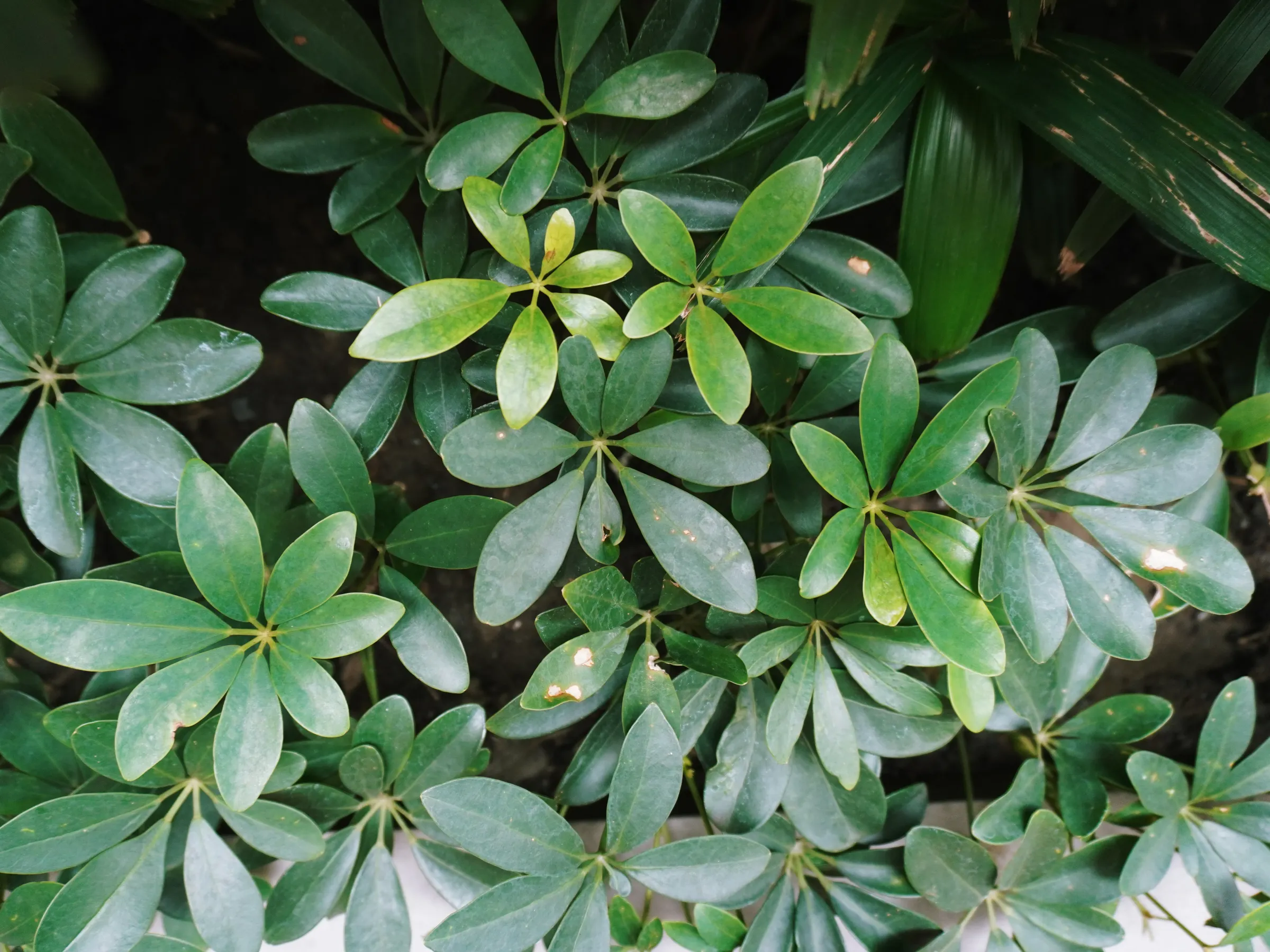Schefflera arboricola (Dwarf Umbrella Tree)