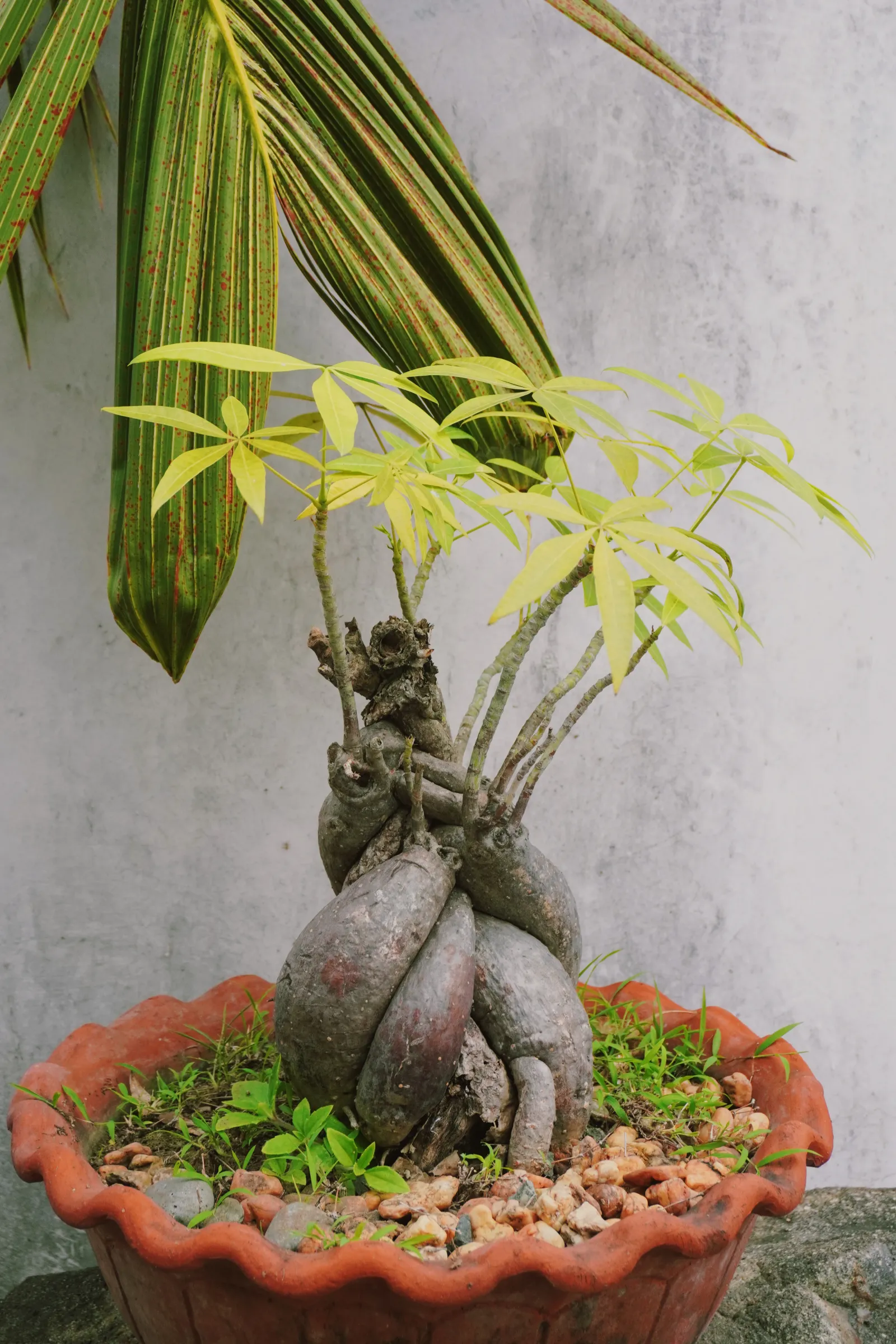 Money Tree (Pachira aquatica)