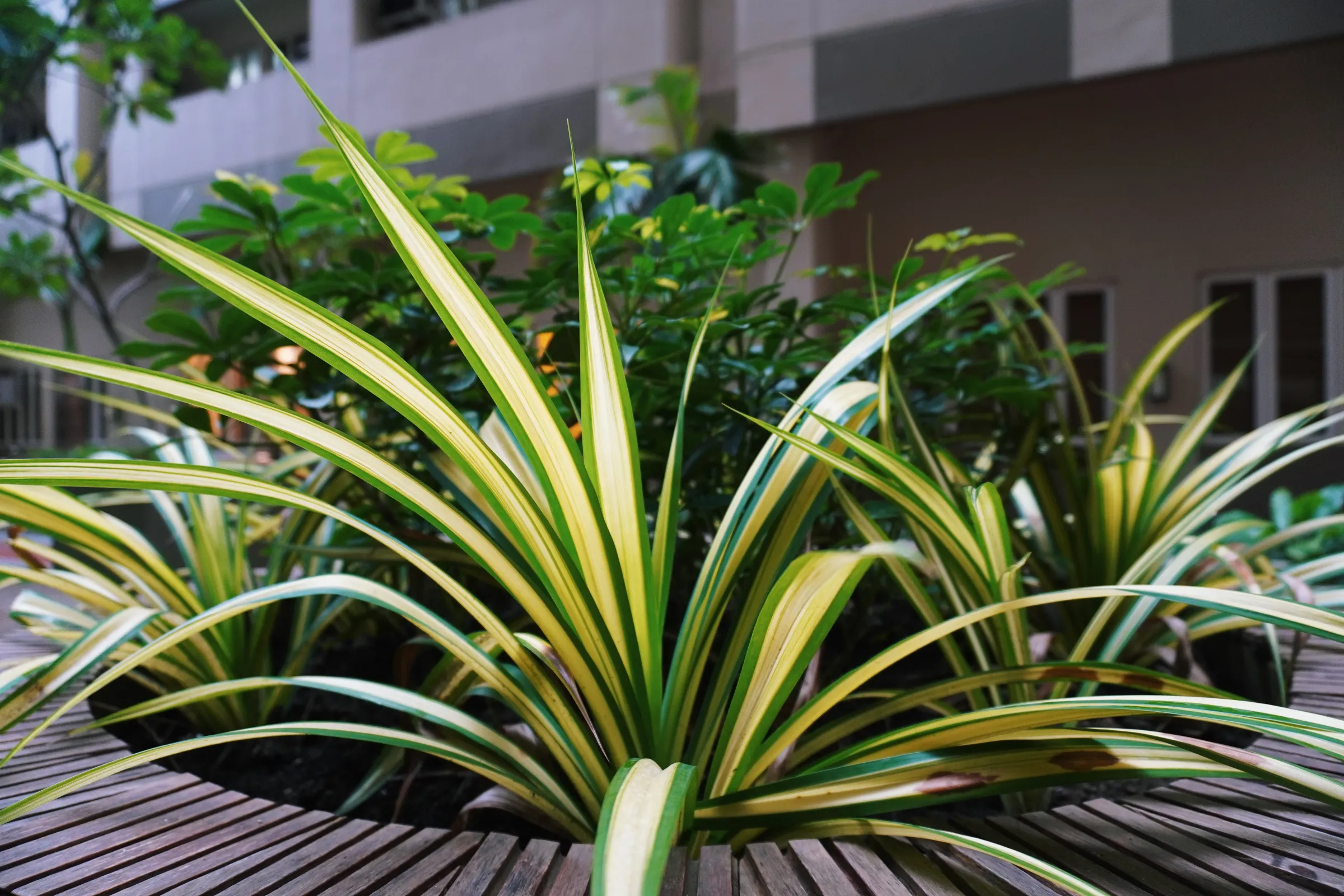 Chlorophytum comosum (Spider plant). The only plant I missed last time! π