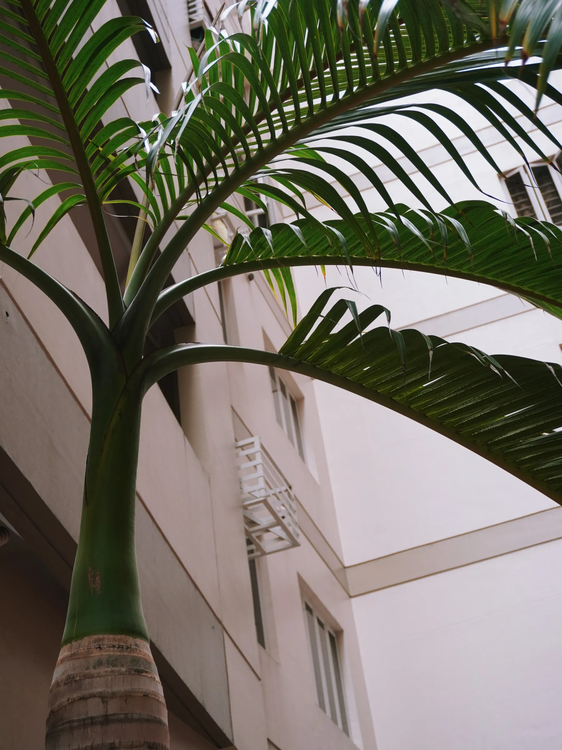 I thought of these plants and trees as my portrait models. How do I present their best selves?