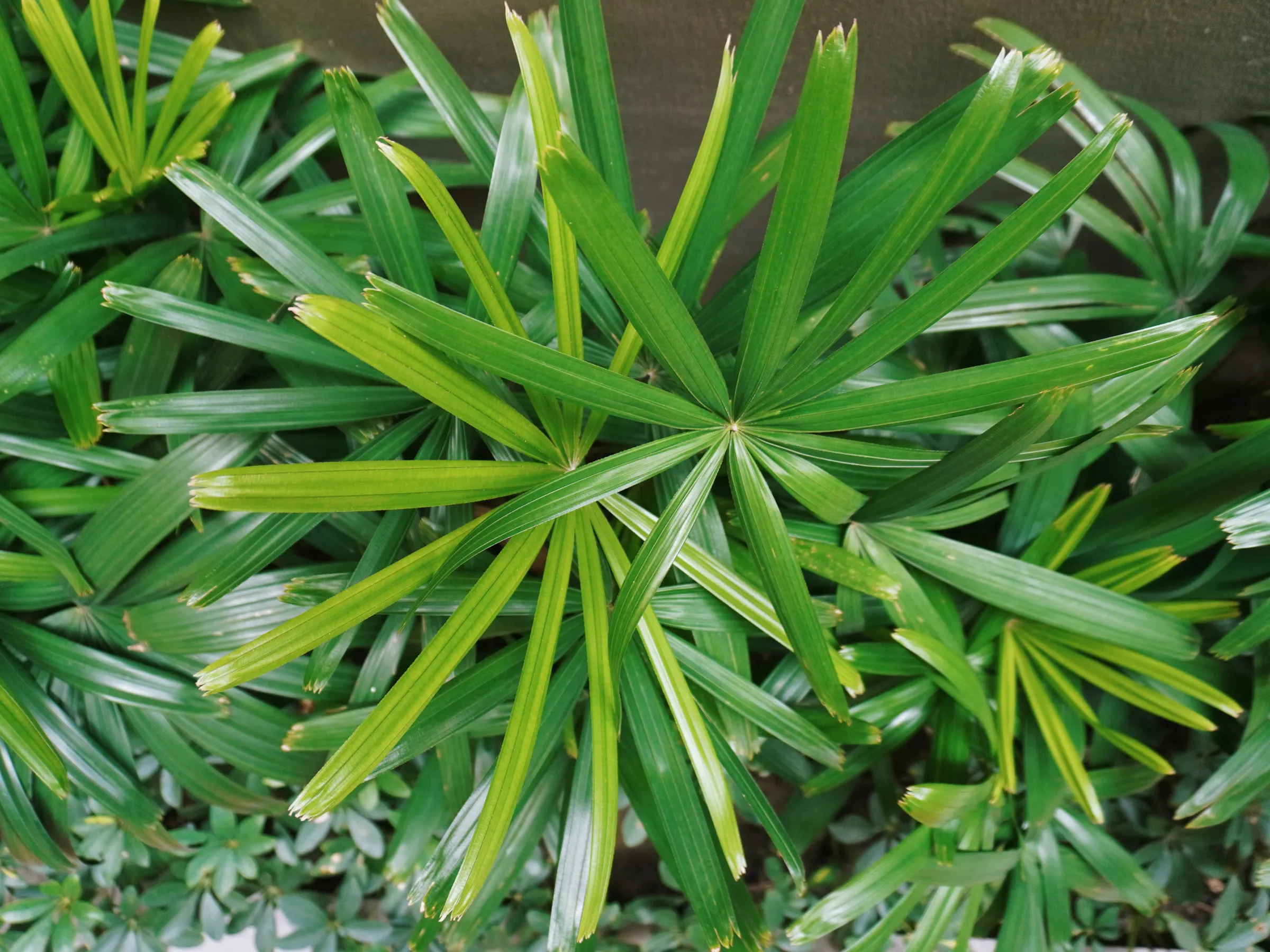 Rhapis excelsa (Lady Palm)