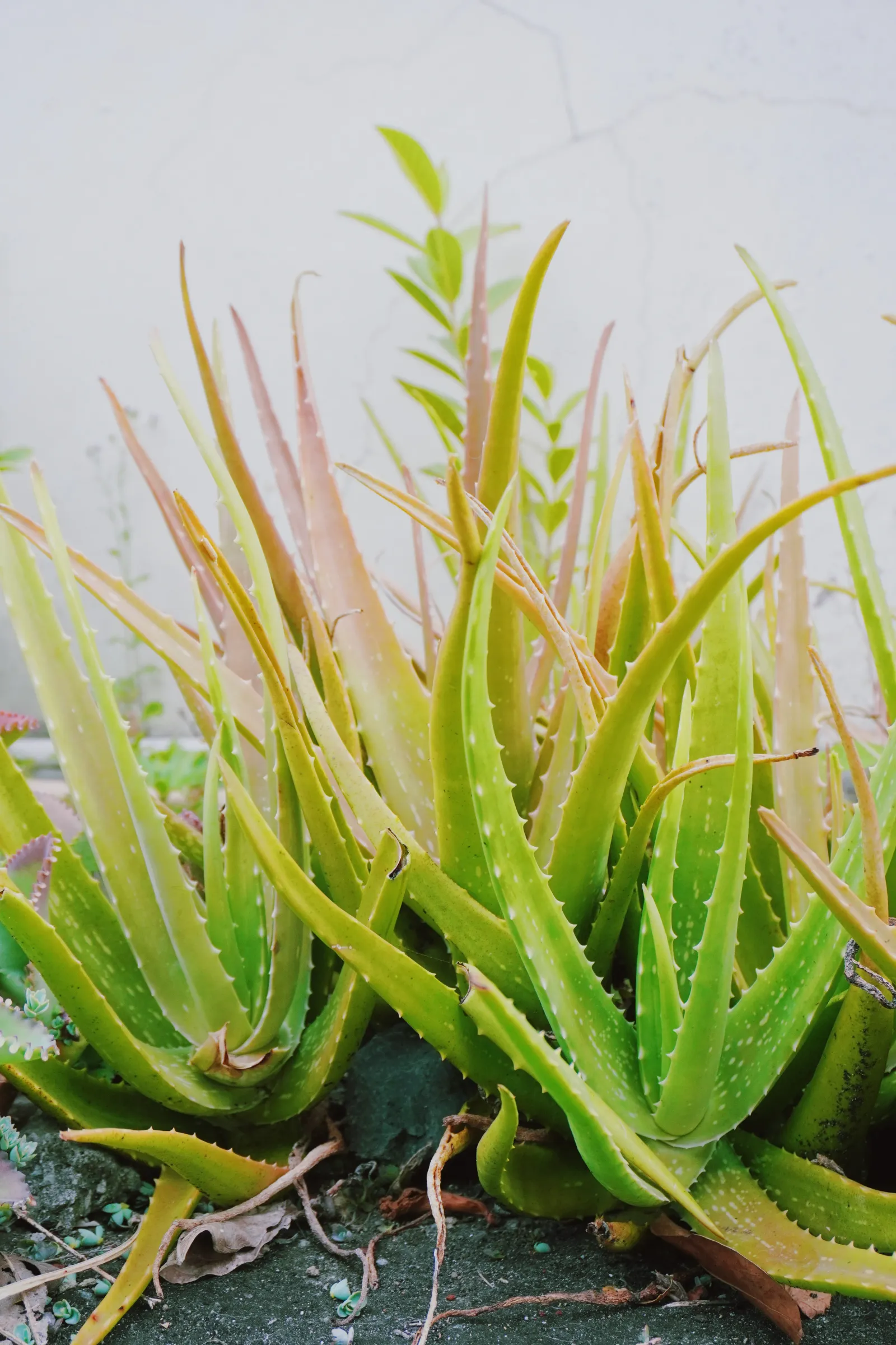 Aloe vera