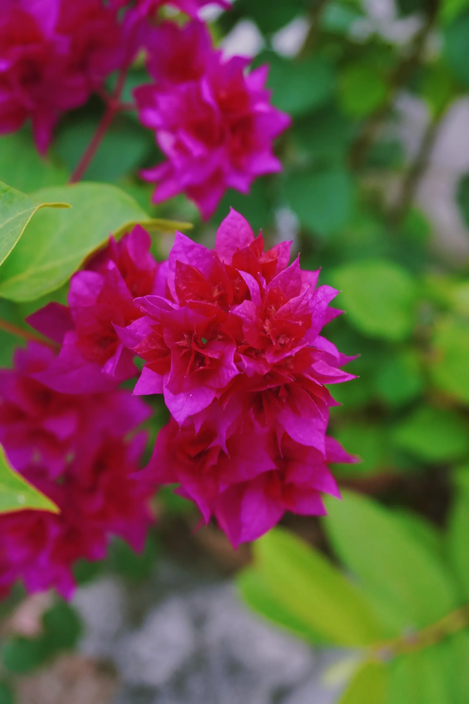 Bougainvillea (Bougainvillea spectabilis)