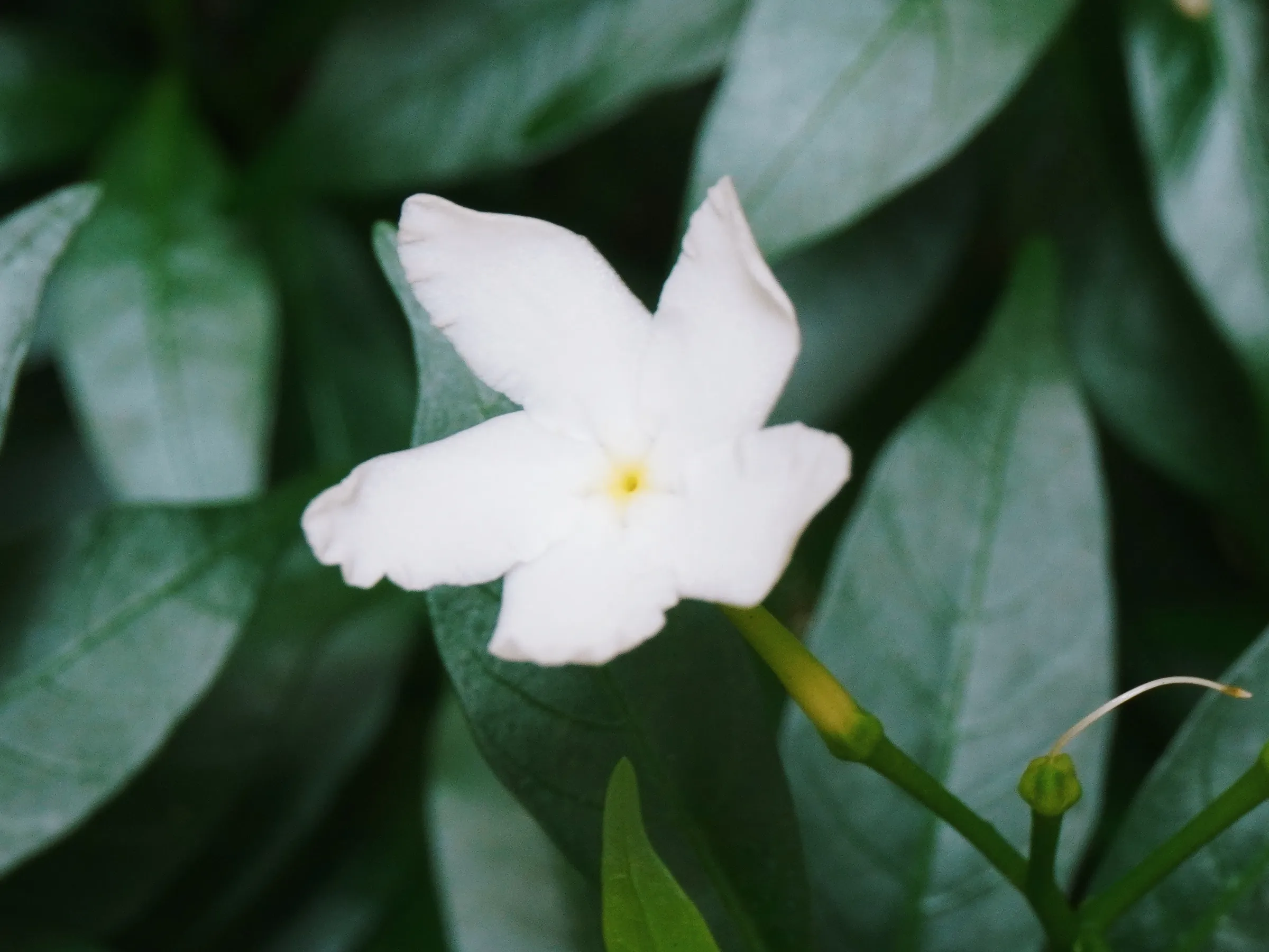I did my best to identify the plants. I am not sure if I got all of them correctly. š
